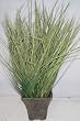 16" Wild Grass Arrangement
