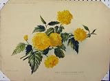 1897 Hardy Deciduous Flowering Shrub Yellow Old Print
