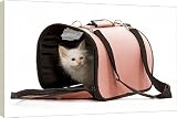 Box Canvas Print of LA-5728 Cat - Birman kitten in studio in cat carrying bag from Ardea