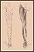 Art Poster, Lumbar Plexus - 18.75 x 27.5