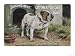 Bulldog Stands Outside His Kennel in an Advertisement for City Meat Dog Biscuits Animals Giclee Poster Print, 24x18