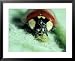 2-Spot Ladybird, Adult Feeding on Aphid Framed Art Poster Print by Harold Taylor, 31x...