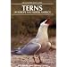 Terns of Europe and North America (Helm Identification Guides)