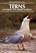 Terns of Europe and North America (Helm Identification Guides)