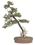 Brussel's Needle Juniper Specimen Tree