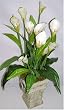 23" Call Lily Arrangement in Stone Container