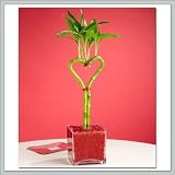 9GreenBox - Valentines Day Lucky Bamboo Heart Shaped Gift