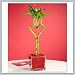 9GreenBox - Valentines Day Lucky Bamboo Heart Shaped Gift