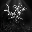 The Silver Tree