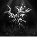 The Silver Tree