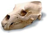 Grizzly Bear Antique Finish