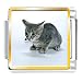 Animal Photo Kitten Italian Charms Bracelet Link