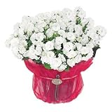White Christmas Campanula - Christmas Plant