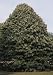 Tilia tomentosa: Silver Linden Seeds