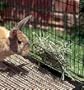 Rabbit Hay Manger