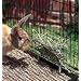 Rabbit Hay Manger
