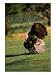 Turkey, Turkeys Photographic Poster Print by Herbert Lange, 18x24