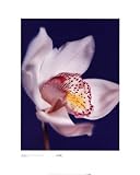 Orchid, Pure White on Reflex Blue Botanical Art Poster Print by Michael Banks, 16x20