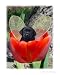 Fairy Dog Drake - black Labrador Retriever puppy Fantasy Photographic Poster Print by Amy Reges, 8x10
