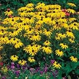 Amazon / Hirts: Perennials; Sun: Goldsturm Black-Eyed Susan - 25 Plants -Rudbeckia