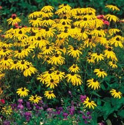 Black-Eyed Susan Goldsturm Rudbeckia - Potted