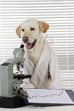 JD-22037 DOG Yellow labrador wearing lab coat with microscope Photo Mugs