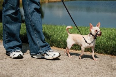 gentle leader headcollar