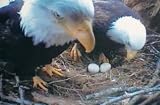 Hornby Island Bald Eagles 2005