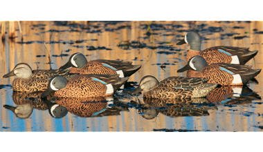 GHG Pro Grade Life Size Blue Winged Teal Duck Decoy On Sale