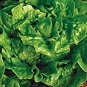 Organic Butterhead Tom Thumb Lettuce - 550 Seeds