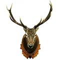 Wild - Hirschkopf-Troph�e Wand-Tatoos Aufkleber Poster-Sticker (75 x 59cm)