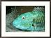 Close view of a redtail parrotfish Subject Framed Art Poster Print by Wolcott Henry, 29x21 Image