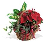 Teleflora's Holiday Planter Basket