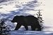 Books : Visions of Yellowstone