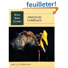 American Goldfinch