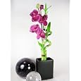 BUY : 9GreenBox - Live Spiral 3 Style Lucky Bamboo Plant Arrangement w/ Black Ceramic Vase & Silk Orchid Flower