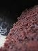 The Vegan Chocolate Cake