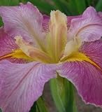 Iris Louisiana Cajun Capers (6)
