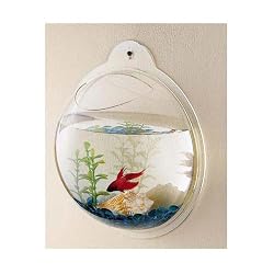 Fish Bubble