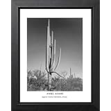Ansel Adams Cactus B W Photo Picture Framed Art Print by Art Prints Inc