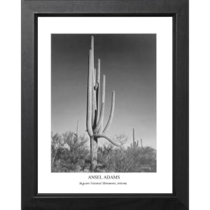 Ansel Adams Cactus B W Photo Picture Framed Art Print by Framed Art
