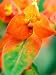 Euphorbia Griffithii Fireglow, Close-up of Orange Flower Bract Photographic Poster Print by Lynn Keddie, 12x16
