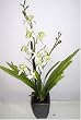 26" Oncidium Orchid in Ceramic Pot