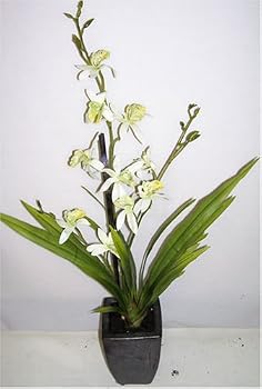 26" Oncidium Orchid in Ceramic Pot
