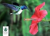 Hummingbirds Boxed Notecards-
