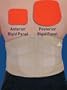 `AP Rigid Lumbar Support Extra Small