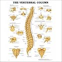The Vertebral Column