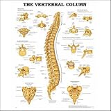 The Vertebral Column
