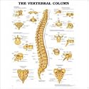 The Vertebral