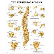 The Vertebral Column